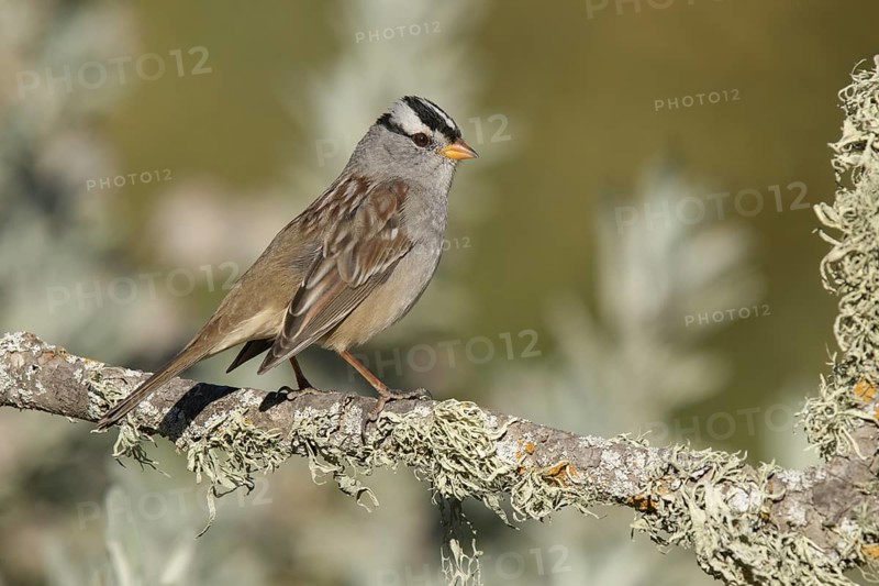 White-crowned Sparrow (Zonotrichia leucophrys) perched on a branch, California, USA