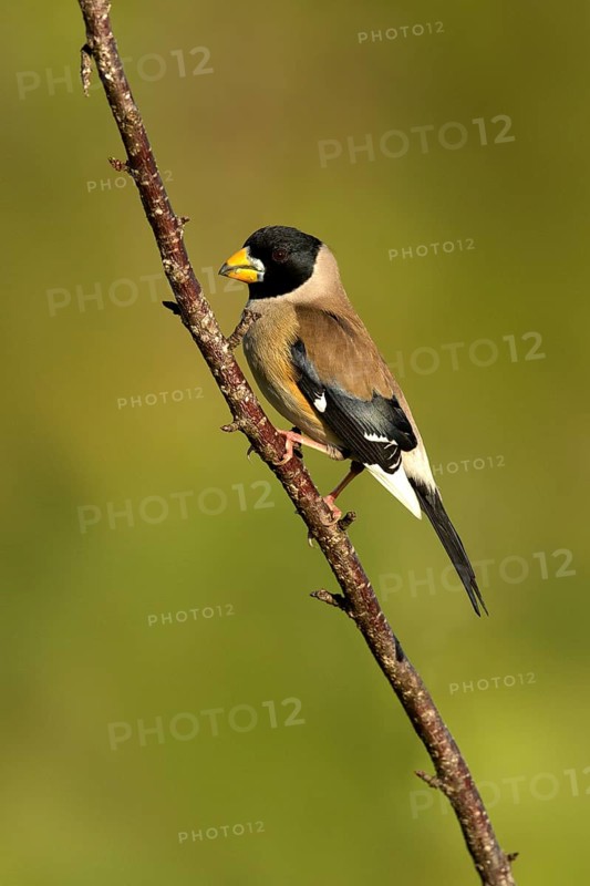 Chinese Grosbeak (Eophona migratoria) male perched on a branch, Ishikawa, Japan