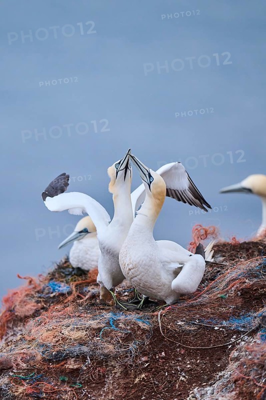 Northern gannet (Morus bassanus) couple greeting each other with their beaks, wildlife, Helgoland, Germany