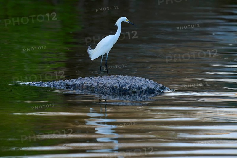 A bird stands calmly on a crocodile in the water with a shimmering surface, Great Blue Heron (Egretta thula), American Alligator (Alligator mississippiensis), Orlando, Florida, USA
