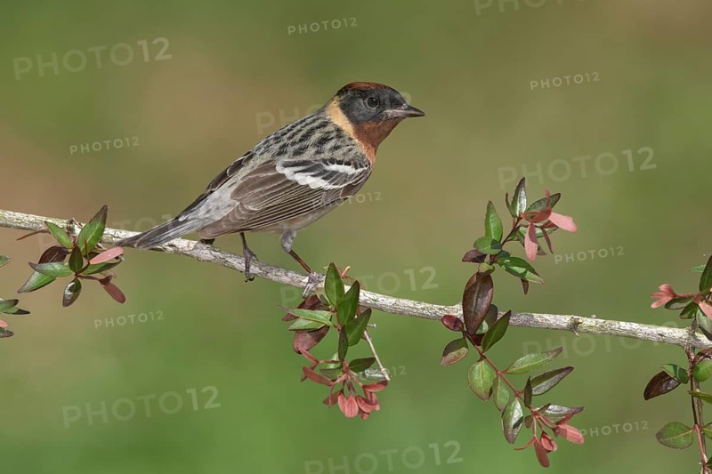 Bay-breasted Warbler (Setophaga castanea) male perched on a branch, Texas, USA