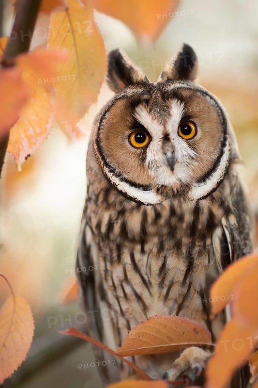 Long-eared Owl (Asio otus) captive, Germany