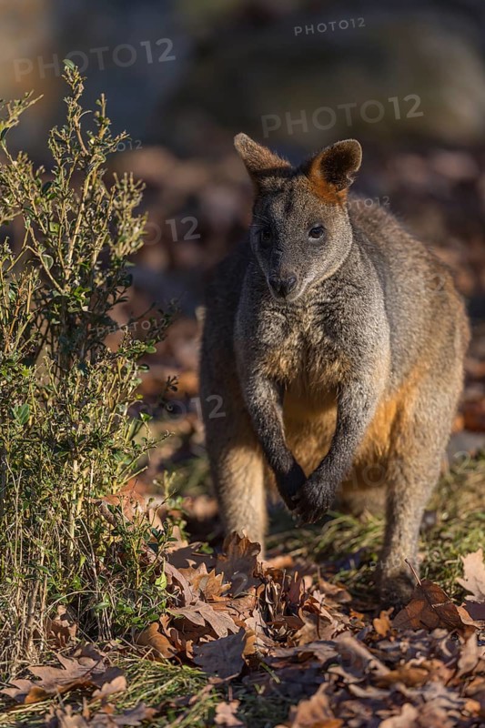 One swamp wallaby (Wallabia bicolor) next to a bush in early morning light