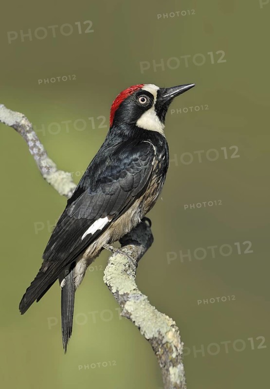 Acorn Woodpecker (Melanerpes formicivorus), Arizona, USA