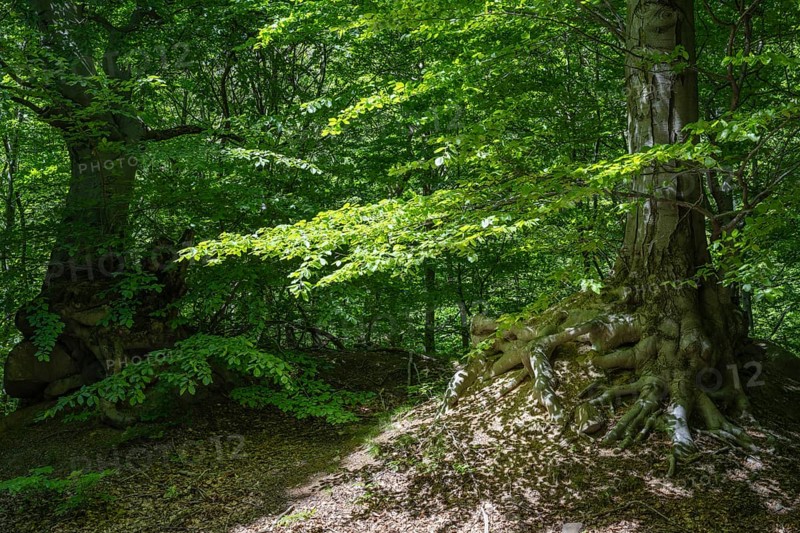 Green beech forest, Ore Mountains, Czech Republic, May 2024
