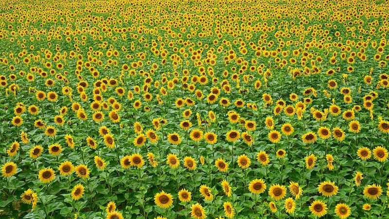 Endless sea of blooming sunflowers (helianthus annuus) in a field in summer, colourful atmosphere, Hungary