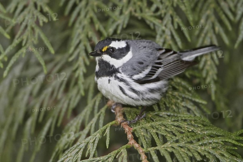 Black-throated Grey Warbler (Setophaga nigrescens), British Columbia, Canada