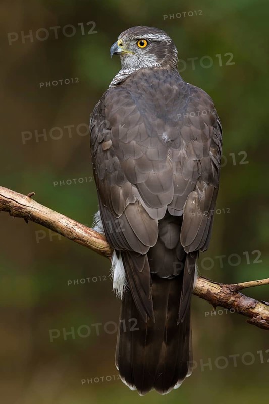 Northern Goshawk (Accipiter gentilis) female, Utrecht, Netherlands