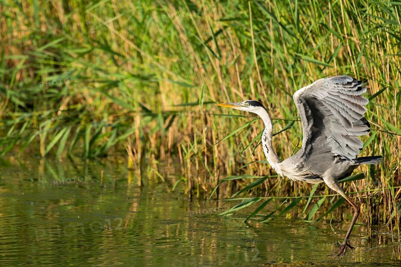 Grey heron (Ardea cinerea) taking off from a lake, Lower Saxony, Germany