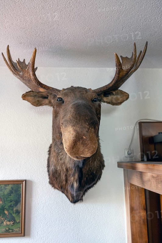 Stuffed moose head, taxidermy, in a pub, Bavaria, Germany