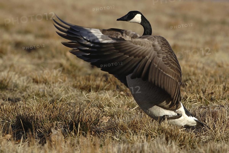 Canada Goose (Branta canadensis), Vaestergoetland, Sweden