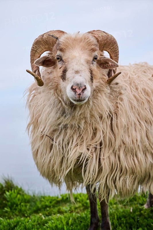 Domestic sheep (Ovis aries) 'Heidschnucke moorland sheep', portrait, Heligoland, Germany
