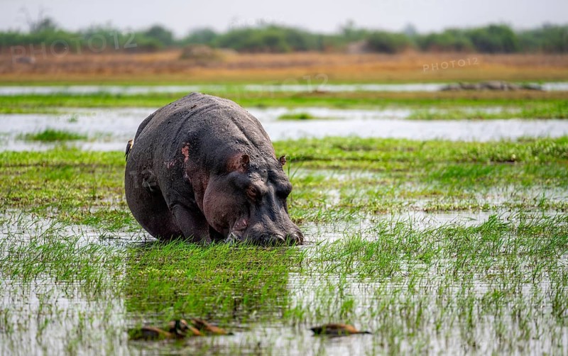 Hippopotamus (Hippopatamus amphibius), grazing in the shallow water of a lake, Okavango Delta, Moremi Game Reserve, Botswana