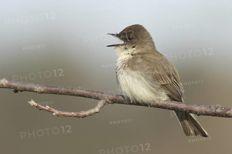 Eastern Phoebe (Sayornis phoebe) singing, Ohio, USA