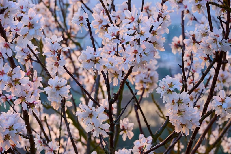 Almond blossoms white flowers underline the magic of the spring outbreak, Klingenberg am Main, Churfranken, Untermain, Main, Spessart, Bavaria, Germany