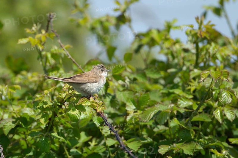 Common whitethroat (Curruca communis) adult bird on a Bramble bush, RSPB Minsmere nature reserve, Suffolk, England, United Kingdom