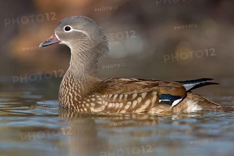 Mandarin duck, (Aix galericulata), animals, birds, duck birds, females, ducks, forest park, Mannheim, Baden-Württemberg, Federal Republic of Germany