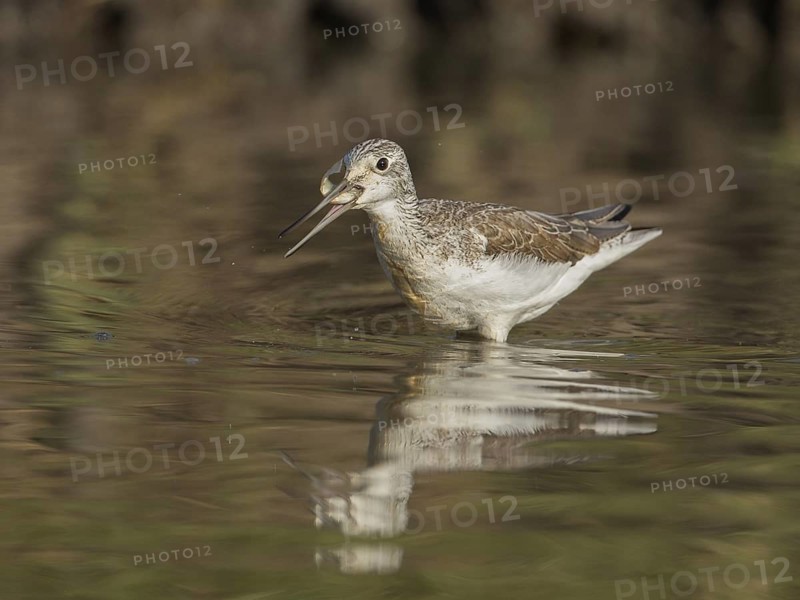 Common Greenshank (Tringa nebularia) with fish in beak, Gambia