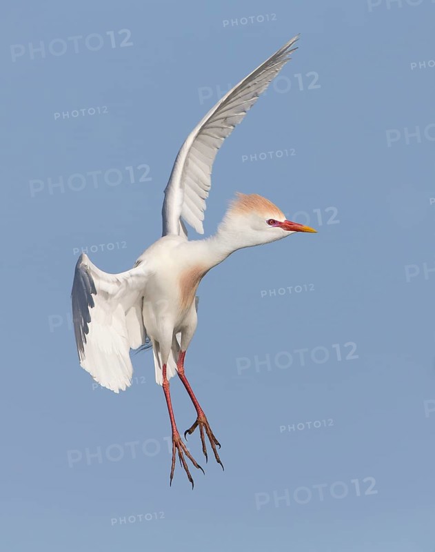 Western Cattle Egret (Bubulcus ibis) male flying, Florida, USA