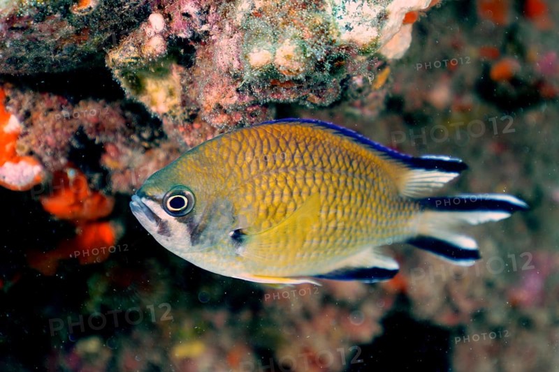 Atlantic monkfish (Chromis limbata)