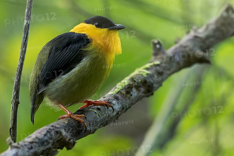 Golden-collared Manakin (Manacus vitellinus) perched on a branch in Panama