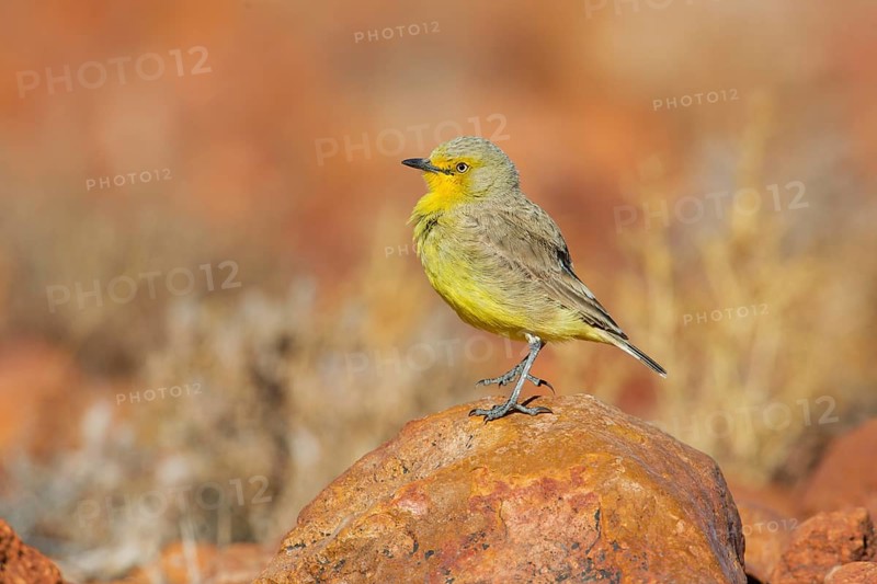 Gibberbird (Ashbyia lovensis) perched on stony ground, South Australia, Australia