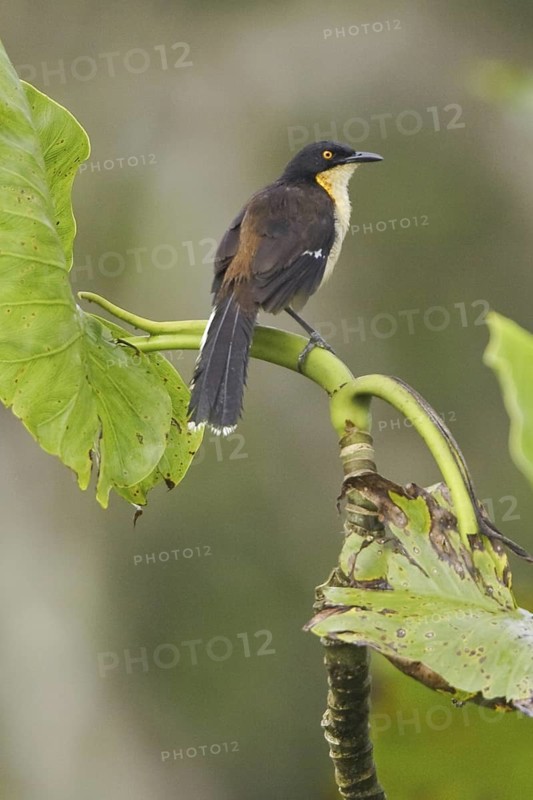 Black-capped Donacobius (Donacobius atricapilla), Ecuador