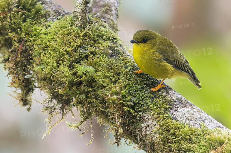 Papuan Flycatcher (Microeca papuana) perched on a branch in Papua New Guinea