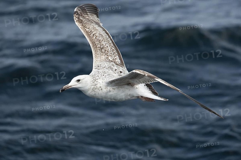 Caspian Gull (Larus cachinnans) juvenile flying, North Sea, Germany