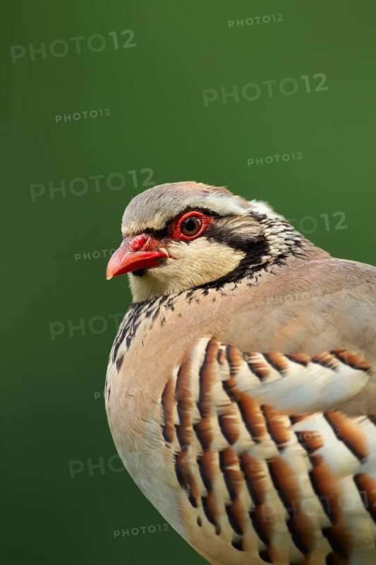Red legged or French partridge (Alectoris rufa) adult bird head portrait, England, United Kingdom
