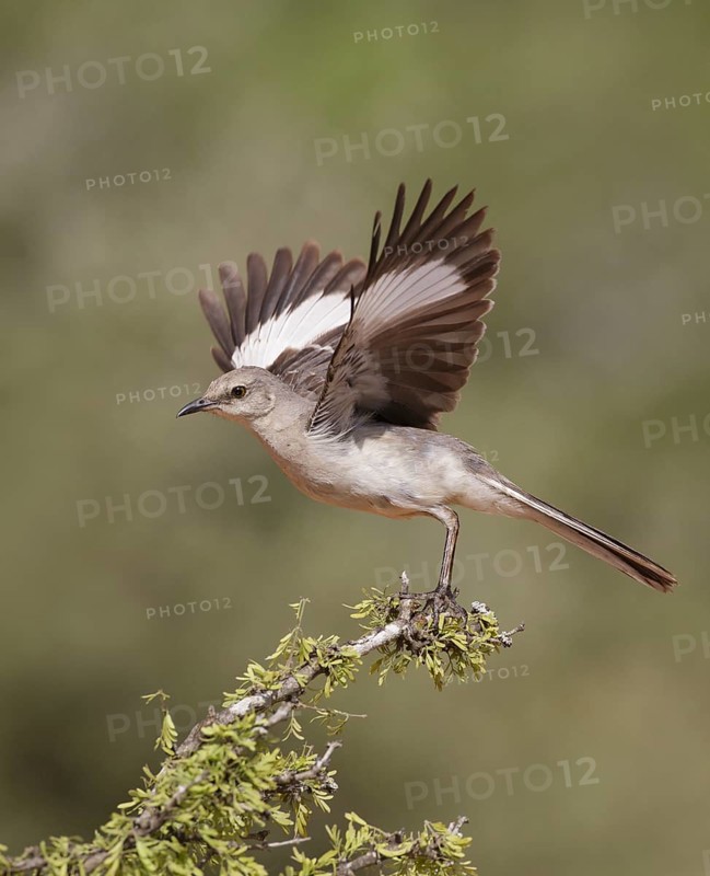Northern Mockingbird - Santa Clara Ranch, Starr Co, TX