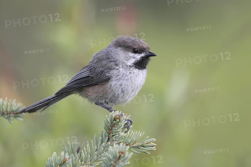Boreal Chickadee (Poecile hudsonicus), Alaska, USA