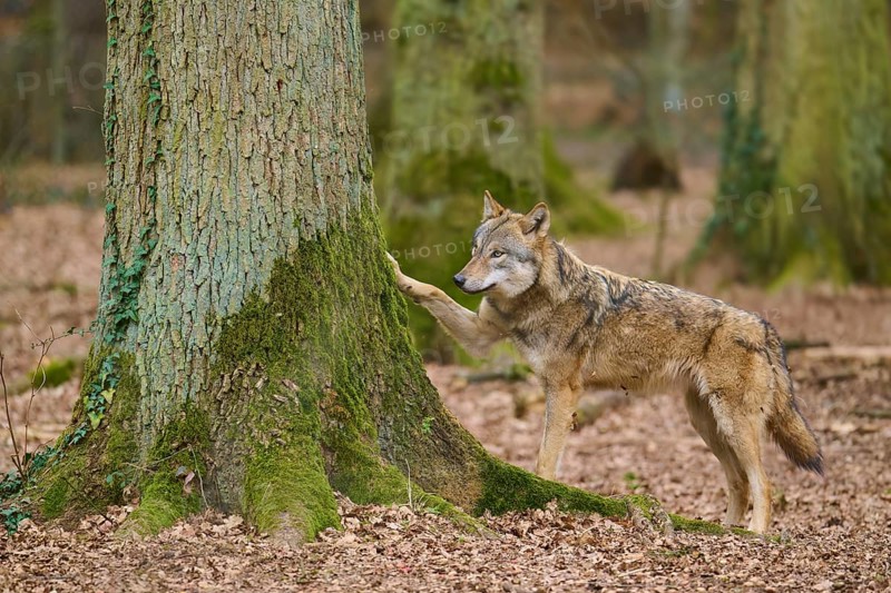 A wolf with raised paw touching a tree in the forest, Wolf (Canis Lupus), Germany
