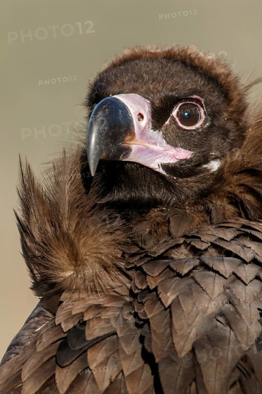 Cinereous Vulture (Aegypius monachus) portrait, Castile and Leon, Spain