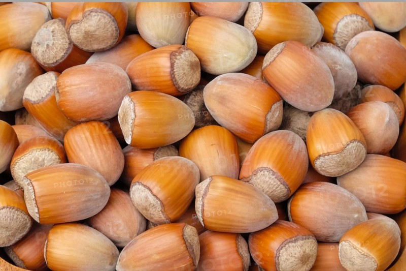 Hazelnut (Corylus 'Gunslebener Zellernuss')