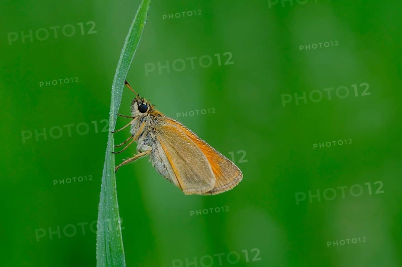 Black-headed brown butterfly, Thymelicus lineola, class Insecta, order Lepidoptera, family Hesperiidae, subfamily Hesperiinae, genus Thymelicus animals, insect, insects, Hesse, Federal Republic of Germany