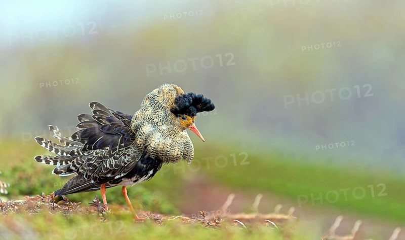 Ruff, (Philomachus pugnax), animals, birds, plumage during mating season, snipe bird, courtship, male, mating behaviour, mating season, Varanger, Finnmark, Norway