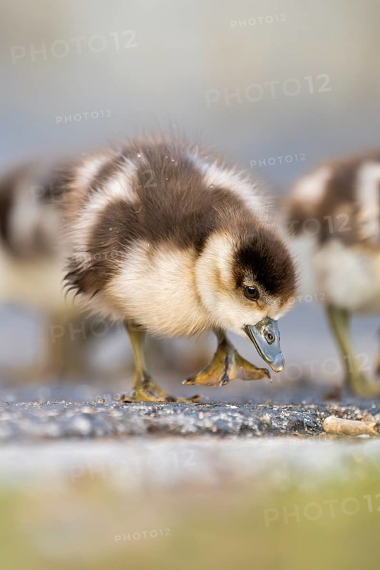 Egyptian goose (Alopochen aegyptiaca) cute chicks on a meadow at the shore of a lake, Bavaria, Germany
