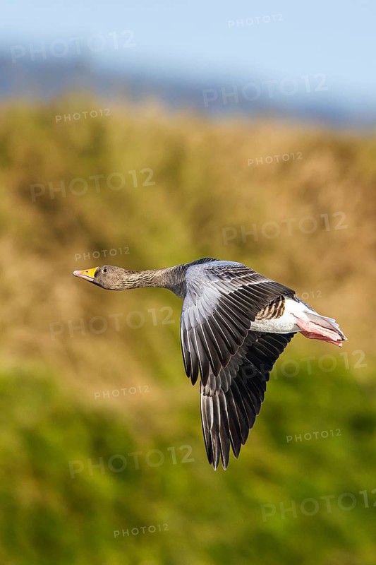 Greylag Goose, Anser anser, bird in flight over winter marshes