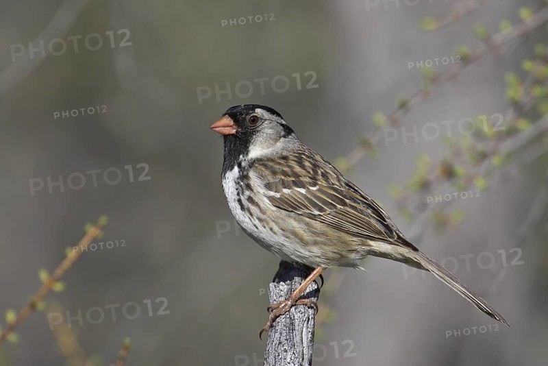 Harris's Sparrow (Zonotrichia querula), Manitoba, Canada