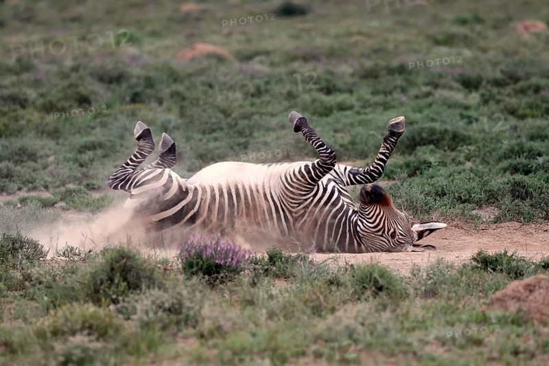Cape Mountain Zebra (Equus zebra), adult, sand bath, Mountain Zebra National Park, Eastern Cape, South Africa