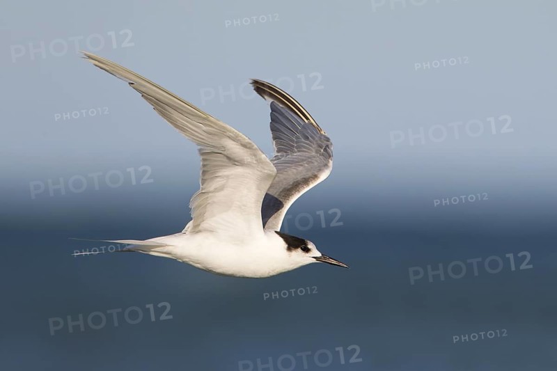 Common Tern-longipennis (Sterna hirundo longipennis) flying, Victoria, Australia