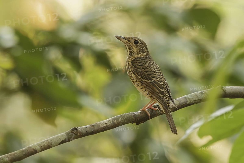 White-throated Rock Thrush (Monticola gularis) female, Doi Inthanon, Thailand