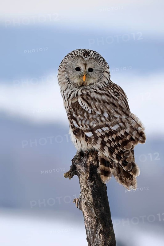 Ural Owl (Strix uralensis), adult, in winter, snow, perch, Bohemian Forest, Czech Republic