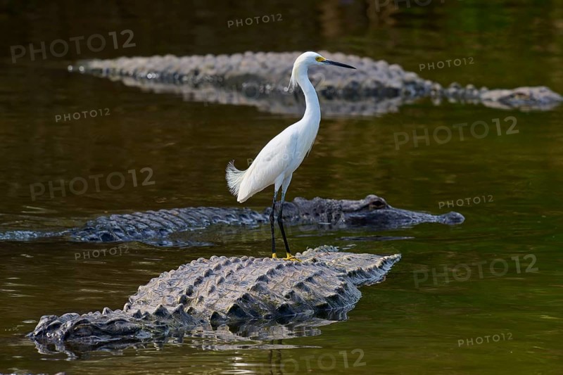 A heron balancing on a crocodile in the water, several crocodiles swimming around, Great Egret (Egretta thula), American Alligator (Alligator mississippiensis), Orlando, Florida, USA