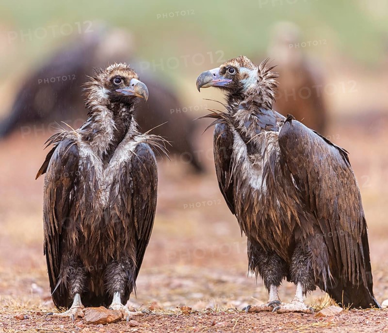 Cinereous Vulture, (Cinereous Vulture, Aegypius monachus), Animals, Birds, Pair, Sierra de San Pedro, Herreruela, Extremadura, Spain