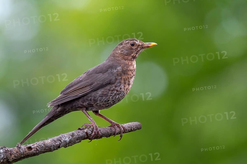 The female blackbird (Turdus merula) is under great pressure during the rearing of her young, breeding season, May, Germany