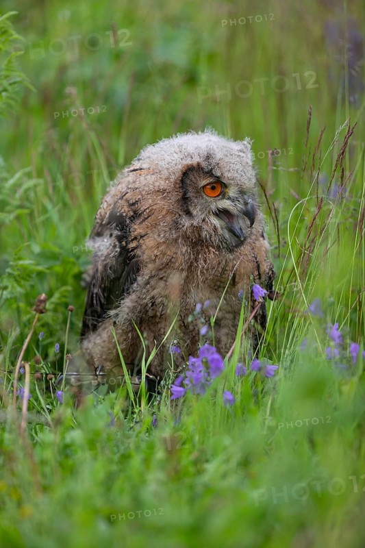 One young Eurasian Eagle Owl, Bubo bubo, sitting on the ground in tall grass of a meadow