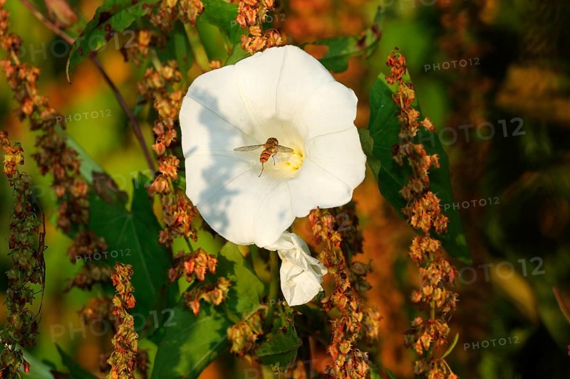 Common winter hoverfly (Episyrphus balteatus) landing in the blossom of a fence bindweed (Calystegia sepium), Allgäu, Bavaria, Germany