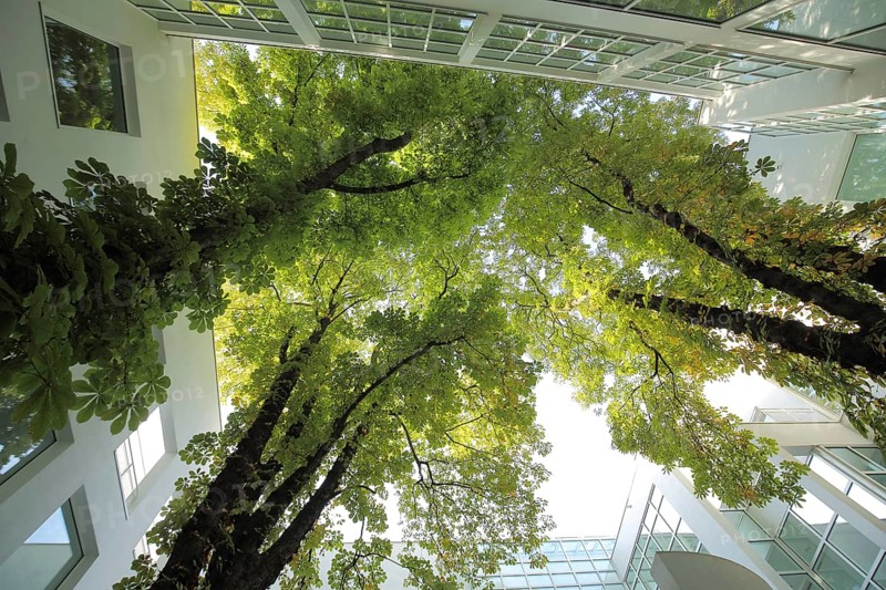 Courtyard of the Museum of Applied Arts, looking up, trees, Museumsufer, Schaumainkai, Sachsenhausen, Frankfurt am Main, Hesse, Germany